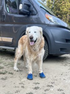 Tsali wearing dog shoes