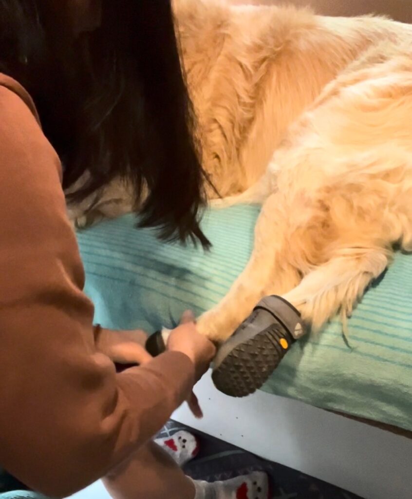 Putting the shoes on the dog's back paws