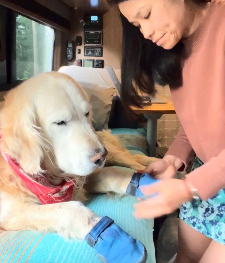 Putting shoes on the dog front paws