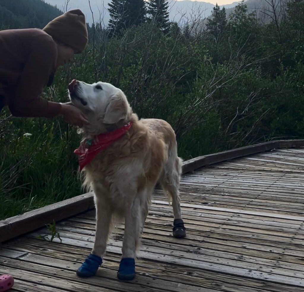 Tsali (our dog) with shoes