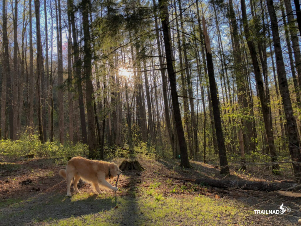 Tsali at Davidson River Campground