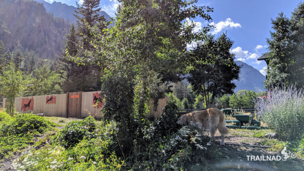 Ouray Dog Company