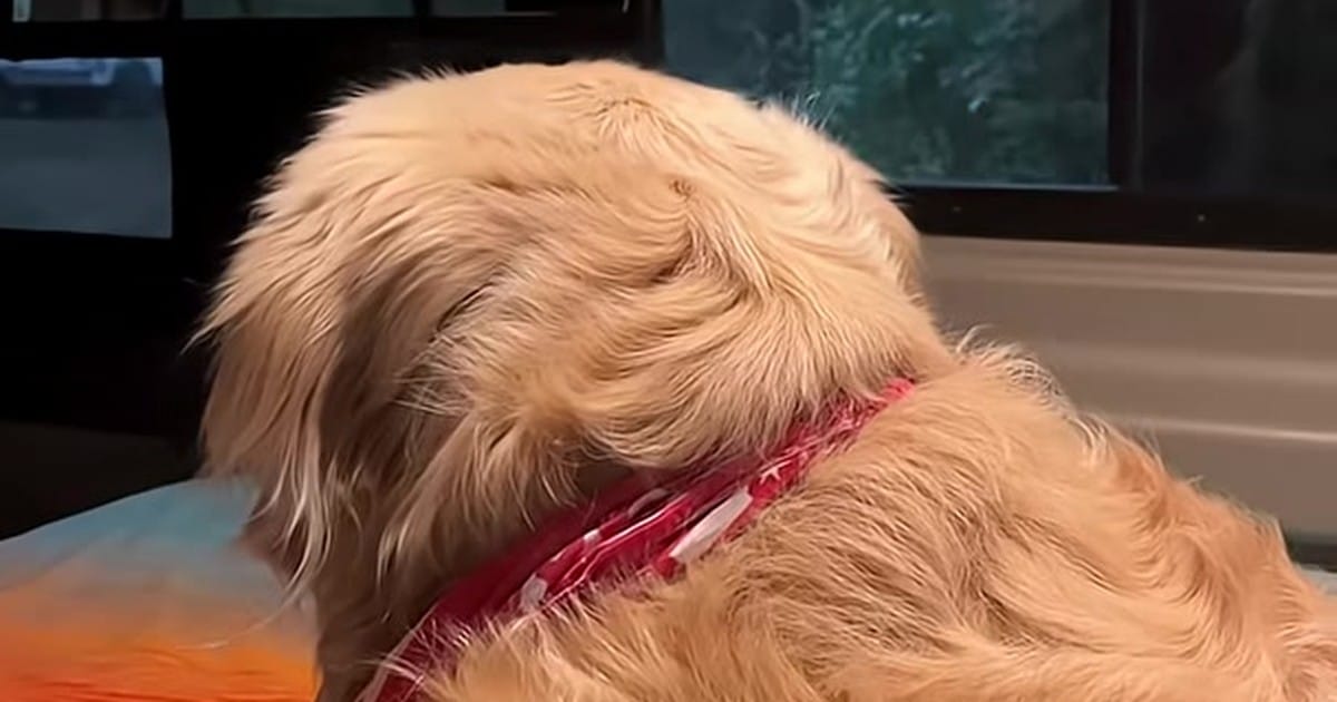 Senior golden retriever resting inside a camper van on a rainy day