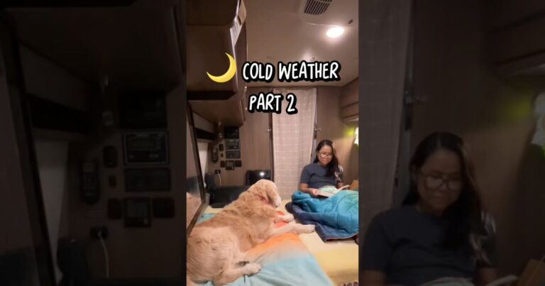 Woman reading under blankets inside a Travato camper van with a senior golden retriever