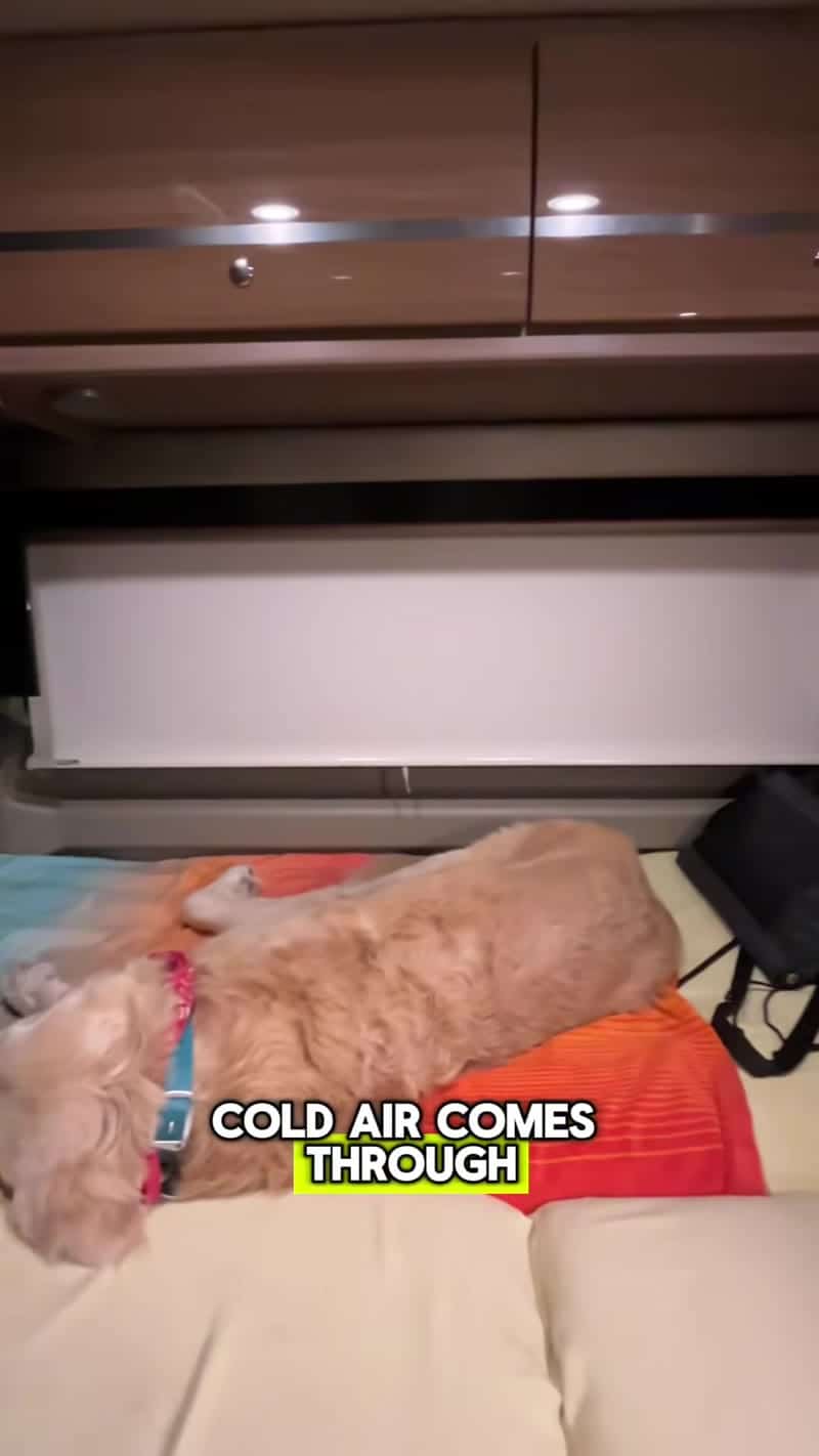 Senior golden retriever asleep in a cool van