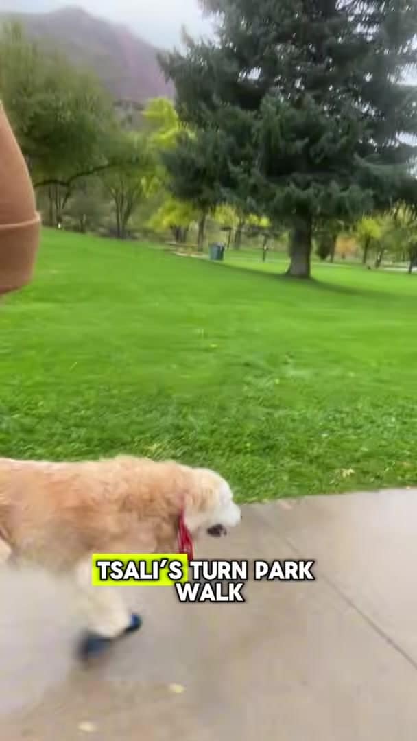 Senior golden retriever Tsali on a rainy-day walk along a park path