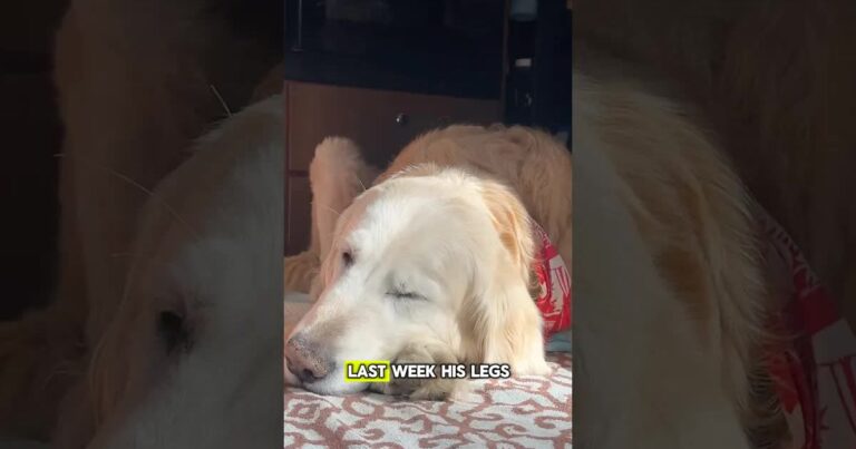 Senior golden retriever resting on a floor bed in a van