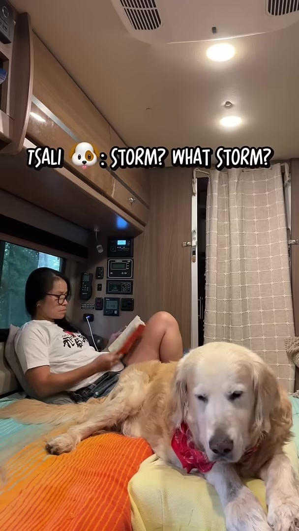 Senior golden retriever lying calmly inside a van during a storm