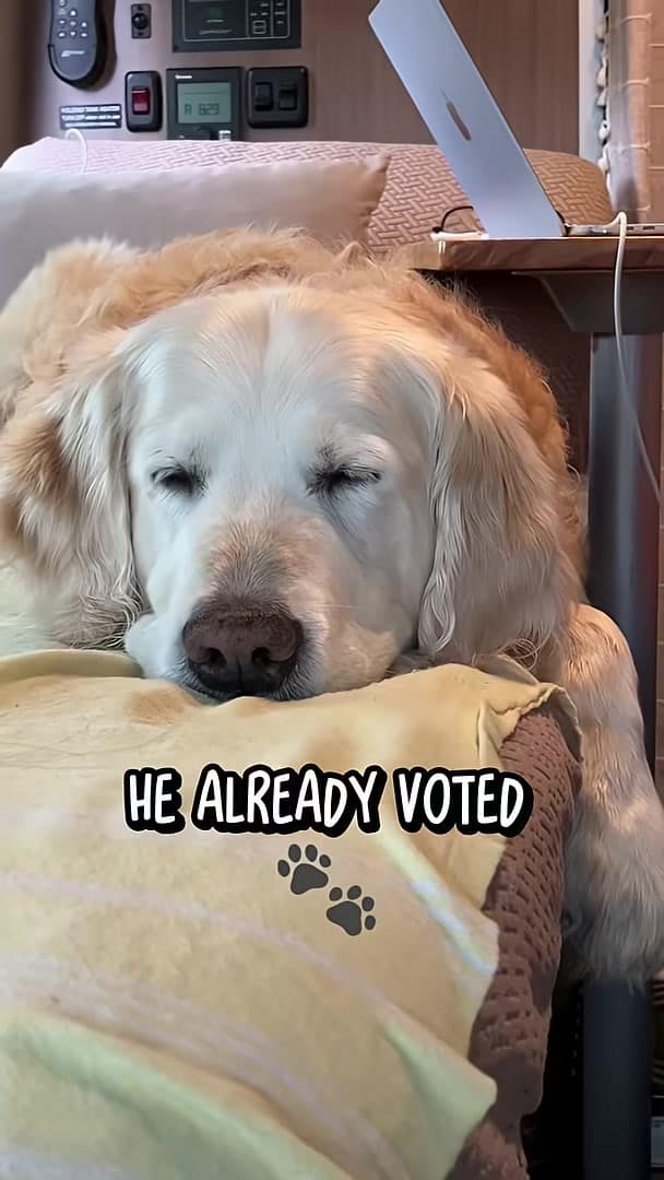 Senior golden retriever napping in a camper van while it rains